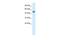 Glial Cells Missing Transcription Factor 1 antibody, PA5-46853, Invitrogen Antibodies, Western Blot image 