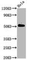 Cell Division Cycle 37 antibody, CSB-RA613684A13phHU, Cusabio, Western Blot image 