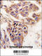 WDYHV Motif Containing 1 antibody, 61-520, ProSci, Immunohistochemistry paraffin image 