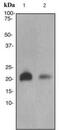 Ras Homolog, MTORC1 Binding antibody, ab92313, Abcam, Western Blot image 