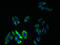 Potassium Voltage-Gated Channel Modifier Subfamily S Member 2 antibody, LS-C380275, Lifespan Biosciences, Immunofluorescence image 