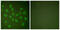 RNA Polymerase II Subunit A antibody, abx012764, Abbexa, Western Blot image 