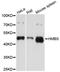 Hydroxymethylbilane Synthase antibody, MBS127796, MyBioSource, Western Blot image 