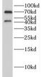 Glycogenin 2 antibody, FNab03735, FineTest, Western Blot image 