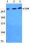 Raft1 antibody, AP06541PU-N, Origene, Western Blot image 