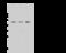 Eukaryotic Translation Elongation Factor 1 Alpha 1 antibody, GTX02242, GeneTex, Western Blot image 