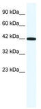 Retinoic acid receptor RXR-gamma antibody, TA339141, Origene, Western Blot image 