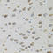 Cell Division Cycle Associated 8 antibody, LS-C331056, Lifespan Biosciences, Immunohistochemistry frozen image 