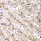 RAS Like Proto-Oncogene B antibody, LS-C334900, Lifespan Biosciences, Immunohistochemistry frozen image 