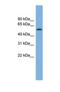 Glucocorticoid Induced 1 antibody, NBP1-70414, Novus Biologicals, Western Blot image 