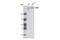 Chromodomain Helicase DNA Binding Protein 4 antibody, 4245S, Cell Signaling Technology, Western Blot image 