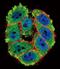 Protein Kinase C Alpha antibody, PA5-13739, Invitrogen Antibodies, Immunofluorescence image 