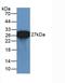 GFP antibody, LS-C712160, Lifespan Biosciences, Western Blot image 