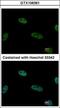 COP9 Signalosome Subunit 2 antibody, GTX106361, GeneTex, Immunofluorescence image 