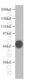 VRK Serine/Threonine Kinase 2 antibody, 12946-1-AP, Proteintech Group, Western Blot image 