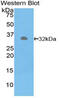 Phosphoenolpyruvate Carboxykinase 1 antibody, abx104344, Abbexa, Western Blot image 