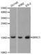 Baculoviral IAP Repeat Containing 5 antibody, TA332407, Origene, Western Blot image 