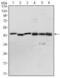 Pyruvate Dehydrogenase Kinase 1 antibody, GTX60386, GeneTex, Western Blot image 