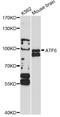 Activating Transcription Factor 6 antibody, LS-C747666, Lifespan Biosciences, Western Blot image 