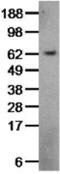 TRAF3 Interacting Protein 2 antibody, 14-4040-82, Invitrogen Antibodies, Western Blot image 