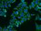 HtrA Serine Peptidase 1 antibody, 55011-1-AP, Proteintech Group, Immunofluorescence image 