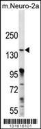 Mitogen-Activated Protein Kinase Kinase Kinase 15 antibody, 56-348, ProSci, Western Blot image 