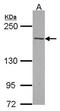 Tensin 2 antibody, orb73391, Biorbyt, Western Blot image 
