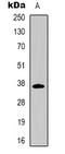 CD7 Molecule antibody, LS-C368976, Lifespan Biosciences, Western Blot image 