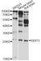 DNA Damage Inducible Transcript 3 antibody, STJ23356, St John