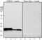 Superoxide Dismutase 1 antibody, 850702, BioLegend, Western Blot image 