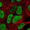 DEAD-Box Helicase 17 antibody, NBP2-38985, Novus Biologicals, Immunofluorescence image 