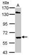 Ariadne RBR E3 Ubiquitin Protein Ligase 2 antibody, GTX106404, GeneTex, Western Blot image 
