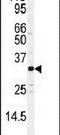 JunD Proto-Oncogene, AP-1 Transcription Factor Subunit antibody, PA5-14316, Invitrogen Antibodies, Western Blot image 