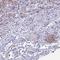 Vesicle Amine Transport 1 Like antibody, NBP1-92570, Novus Biologicals, Immunohistochemistry frozen image 