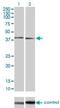 Mitogen-Activated Protein Kinase 11 antibody, H00005600-M03, Novus Biologicals, Western Blot image 