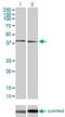 Mitogen-activated protein kinase 11 antibody, H00005600-M03, Novus Biologicals, Western Blot image 