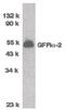 GDNF Family Receptor Alpha 2 antibody, PA5-19874, Invitrogen Antibodies, Western Blot image 