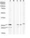 Neurturin antibody, 45-963, ProSci, Western Blot image 