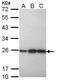Peroxiredoxin 1 antibody, LS-B4799, Lifespan Biosciences, Western Blot image 