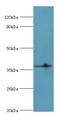 Leucine Rich Alpha-2-Glycoprotein 1 antibody, LS-C376040, Lifespan Biosciences, Western Blot image 