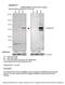 RAB8B, Member RAS Oncogene Family antibody, PA5-45012, Invitrogen Antibodies, Western Blot image 