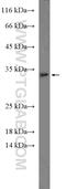 Interleukin-1 alpha antibody, 16765-1-AP, Proteintech Group, Western Blot image 