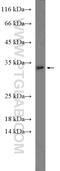 Interleukin 1 Alpha antibody, 16765-1-AP, Proteintech Group, Western Blot image 