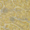 Monoamine Oxidase A antibody, A1354, ABclonal Technology, Immunohistochemistry paraffin image 