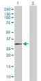 HUS1 Checkpoint Clamp Component antibody, H00003364-D01P, Novus Biologicals, Western Blot image 