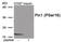 Peptidylprolyl Cis/Trans Isomerase, NIMA-Interacting 1 antibody, 80-010, ProSci, Western Blot image 