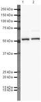 T-Box 21 antibody, PA5-19773, Invitrogen Antibodies, Western Blot image 