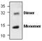 Growth Differentiation Factor 6 antibody, GTX59686, GeneTex, Western Blot image 