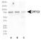 CREB Regulated Transcription Coactivator 2 antibody, PA5-72994, Invitrogen Antibodies, Western Blot image 