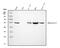 One Cut Homeobox 1 antibody, PA2214, Boster Biological Technology, Western Blot image 